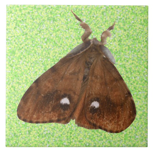 Vapourer Moth Tile Fliese (Vorderseite)