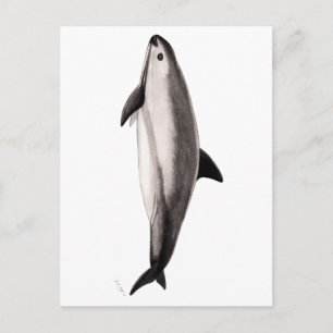 Vaquita Postkarte