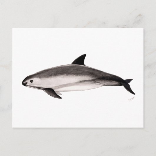 Vaquita Postkarte (Vorderseite)
