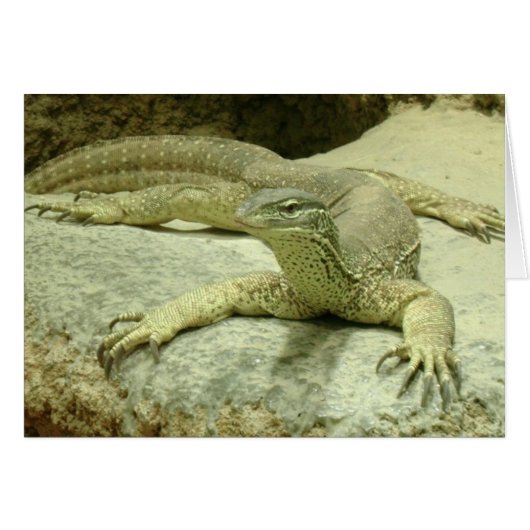 Varanus gouldii (Vorderseite (Horizontal))