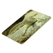 Varanus gouldii magnet (Linke Seite)