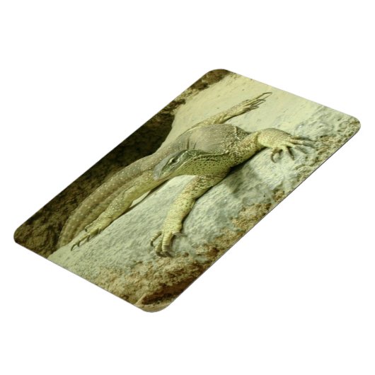 Varanus gouldii magnet (Linke Seite)