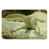 Varanus gouldii magnet (Horizontal)