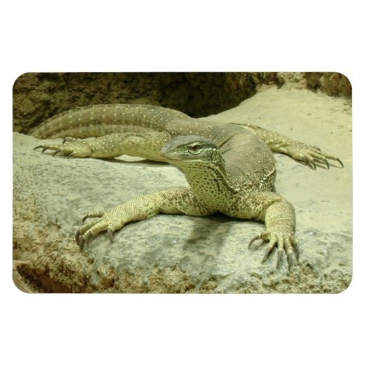 Varanus gouldii magnet (Horizontal)