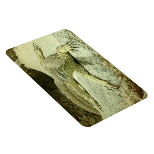 Varanus gouldii magnet (Rechte Seite)