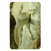 Varanus gouldii magnet (Vertikal)