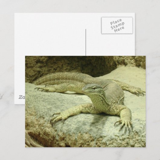 Varanus gouldii postkarte (Vorne/Hinten)