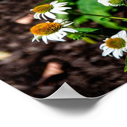 Variegated Fritillary Butterfly Poster (Ecke)