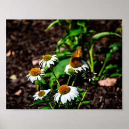 Variegated Fritillary Butterfly Poster