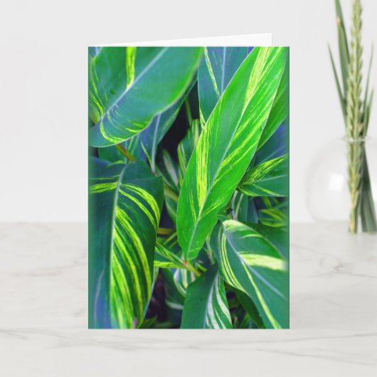 "Variegated Ginger" Karte (Vorderseite)