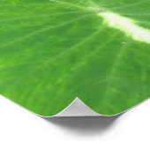Variegated Taro Poster (Ecke)
