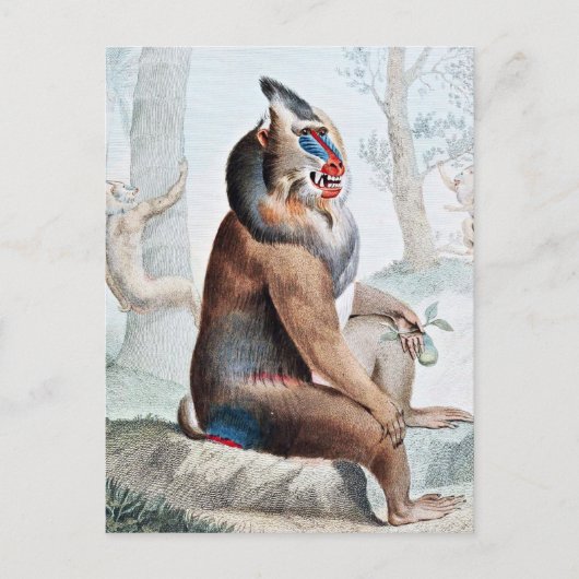 Variegierte Baboon Vintag Art Postkarte (Vorderseite)