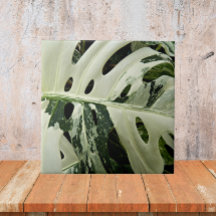 Variegierte Monstera Pflanze Botanisch