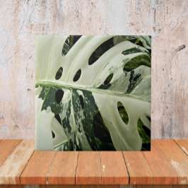 Variegierte Monstera Pflanze Botanisch Fliese