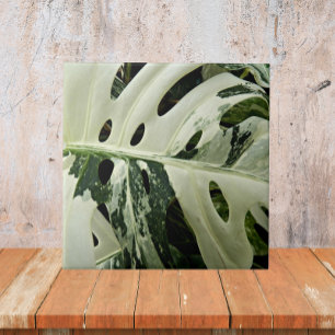Variegierte Monstera Pflanze Botanisch Fliese