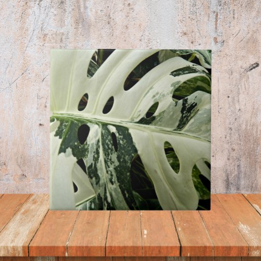 Variegierte Monstera Pflanze Botanisch Fliese