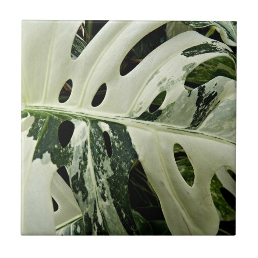 Variegierte Monstera Pflanze Botanisch Fliese (Vorderseite)