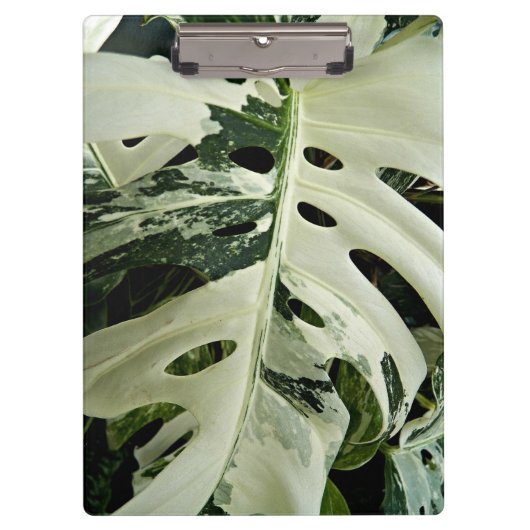 Variegierte Monstera Pflanze Botanisch Klemmbrett (Vorderseite)
