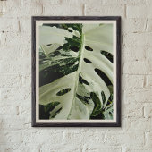 Variegierte Monstera Pflanze Botanisch Poster