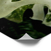 Variegierte Monstera Pflanze Botanisch Poster (Ecke)