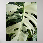 Variegierte Monstera Pflanze Botanisch Poster (Vorne)