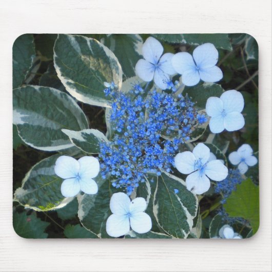 Variegierter Blue Hydrangea Mouse-Pad Mousepad (Vorne)