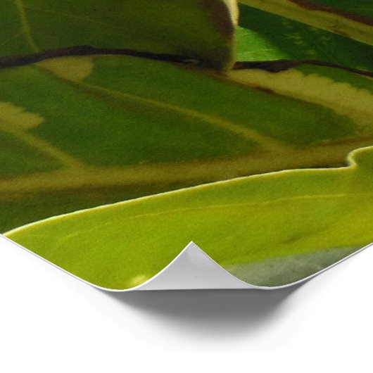 Variiertes Noni-Obst Poster (Ecke)