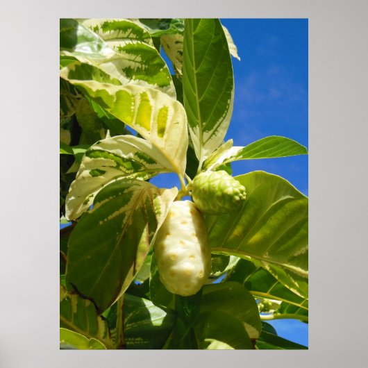 Variiertes Noni-Obst Poster (Vorne)