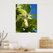 Variiertes Noni-Obst Poster (Küche)