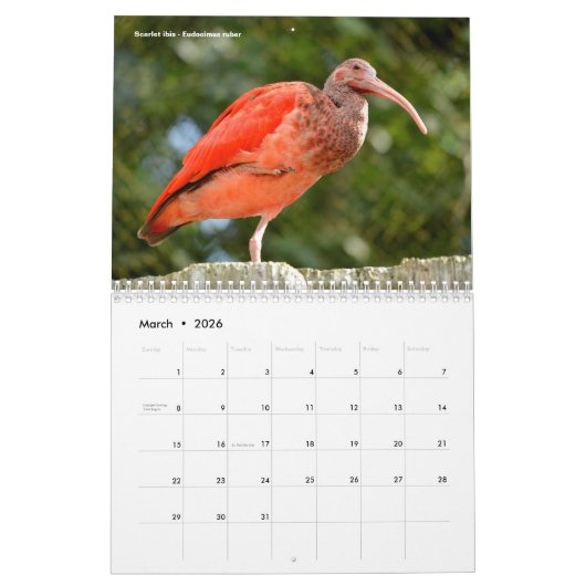Various animals of South America Calendar Kalender (Mär 2026)