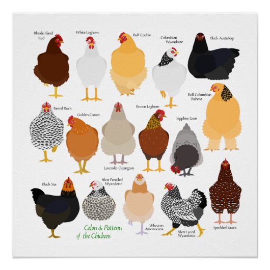 various colors&patterns chickens poster (Vorderseite)