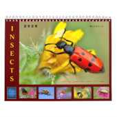 Various insects 12 month calendar kalender (Titelbild)