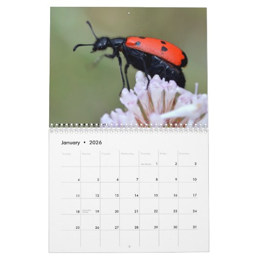 Various insects 12 month calendar kalender (Jan 2026)