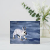 Varying Hare/Schneeschuhrabbit auf offenem Schnee Postkarte (Stehend Vorderseite)