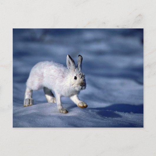Varying Hare/Schneeschuhrabbit auf offenem Schnee Postkarte (Vorderseite)
