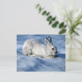 Varying Hare/Schneeschuhrabbit auf offenem Schnee Postkarte (Stehend Vorderseite)