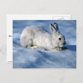Varying Hare/Schneeschuhrabbit auf offenem Schnee Postkarte (Vorne/Hinten)
