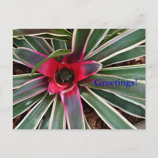 Vase Pflanze Postkarte (Vorderseite)