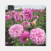 Vassio Meggos Dahlia Magnet (Vorne)