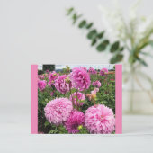 Vassio Meggos Dahlia Postkarte (Stehend Vorderseite)