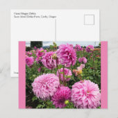 Vassio Meggos Dahlia Postkarte (Vorne/Hinten)