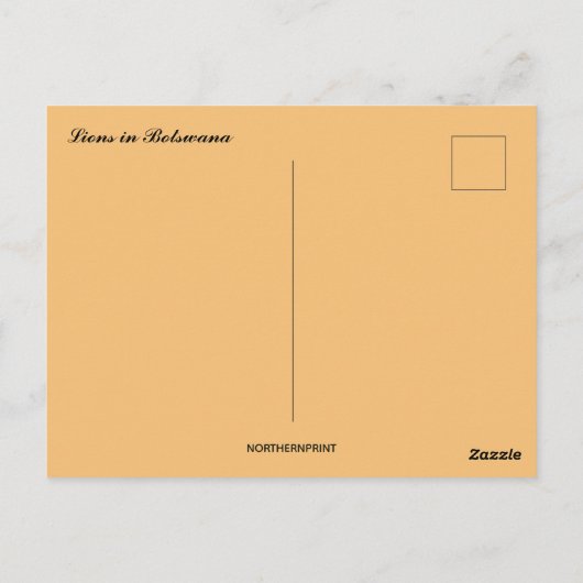Vater und Sohn Löwen in Botswana Postkarte (Rückseite)