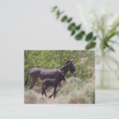 Vater und Sohn Wild Burros in Beatty, Nevada Postkarte (Stehend Vorderseite)