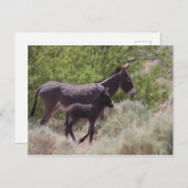 Vater und Sohn Wild Burros in Beatty, Nevada Postkarte (Vorne/Hinten)