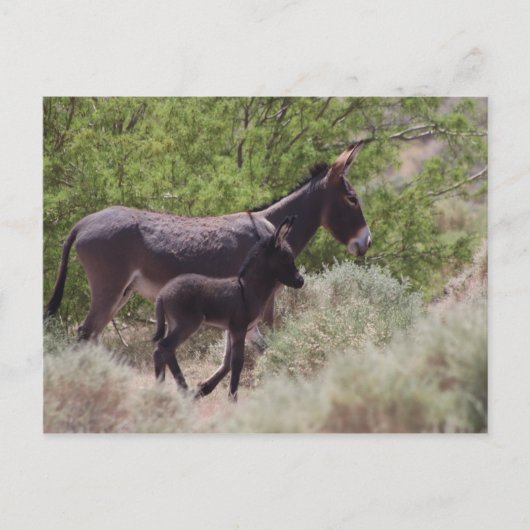Vater und Sohn Wild Burros in Beatty, Nevada Postkarte (Vorderseite)