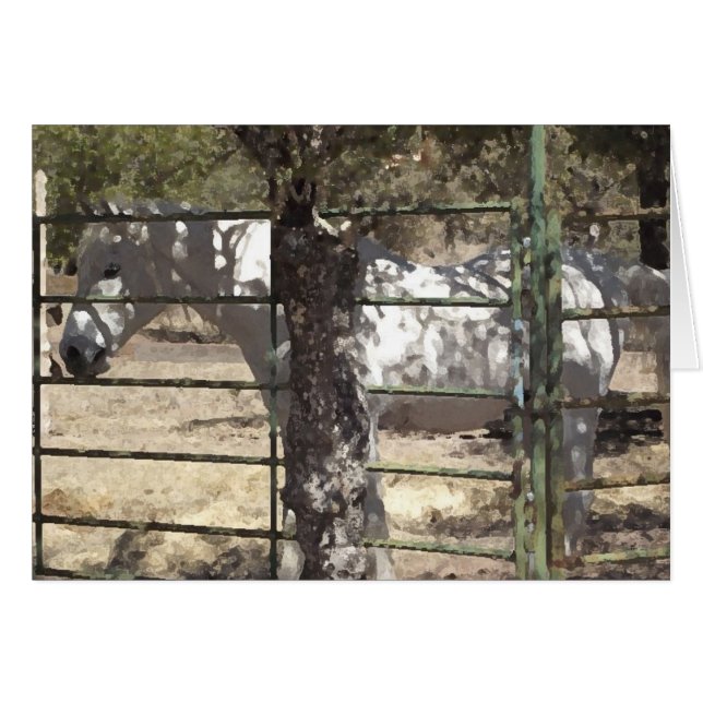 "Vato" Arabisches Pferd (Vorderseite (Horizontal))