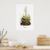 Veery, John Audubon Poster (Küche)