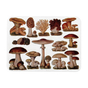 Vegetarischer Hipster-Steampunk-Vintage-Pilz Magnet