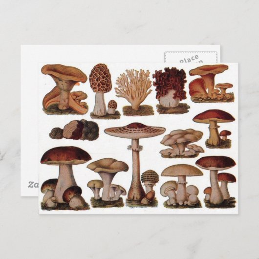 Vegetarischer Hipster Steampunk Vintagen Pilz Postkarte (Vorne/Hinten)