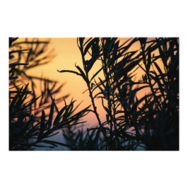 Vegetation bei Sonnenuntergang Fotodruck